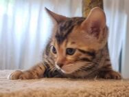 Reinrassige Bengal Kitten - Frankfurt (Main) Nied