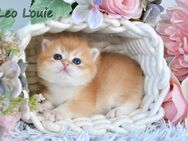 BKH Britisch Kurzhaar Golden Shell Kitten, Junge LEO LOUIE - Frankfurt (Main)