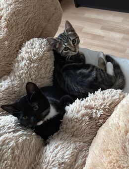 Liebevolle und verspielte Kater abzugeben - Seybothenreuth