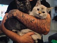 Zwei süße Kitten (Siam/BKH-Mix) abzugeben. - Velbert Zentrum
