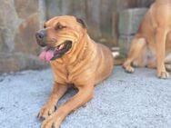 Shar-Pei Mix Hündin Caramella auf Heimat - München