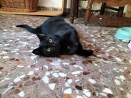 Yacky- Hübscher Panther sucht Happy Home - Bad Camberg