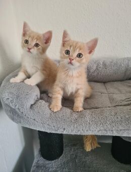BKH Kitten Golden / Creme Reinrassig - Hagen (Stadt der FernUniversität)