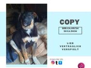 Copy der kleine Welpenjunge - Rambin