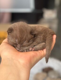 reinrassige BKH Kitten in Choclate/Brown und Lilac - Köln