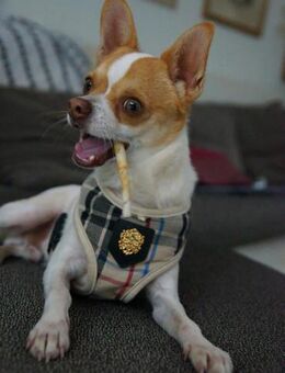 Chico sucht einfühlsames Zuhause - Lübeck
