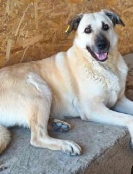 Jack von kettenlos - Bollingstedt