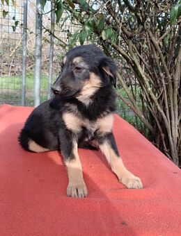 🩵Jano🩵 sucht sein großes Glück - Freilassing