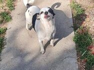 Kleine freundliche Chihuahua Hündin Amy - Leonberg (Baden-Württemberg)