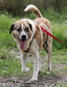 Franky - Ein kuscheliges Riesen-Herz - Eixen