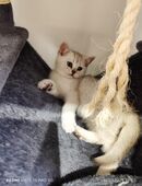 BKH Weiß Shaded letze Jungs Kitten.Sofort Abgabe in 63674