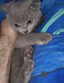😍 Kuschelige Britisch Kurzhaar Mix Kitten – sofort zum Verlieben - Herne