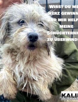 Kalino sucht liebe Menschen - Neuhausen (Fildern)