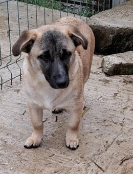 🌸 Violet 6 Monate sucht großes Glück - Kassel