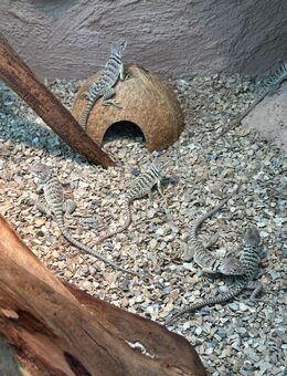 Nachzuchten Halsbandleguan Crotaphytus collaris - Lohfelden