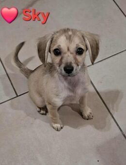 Sky - ist einfach nur süß - Höchst (Odenwald)