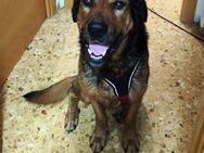 Buddy wer gibt ihm endlich eine Chance? - Laatzen