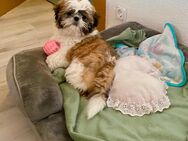 Reinrassige Shih Tzu Hündin abzugeben / Welpe - Seeland Gatersleben