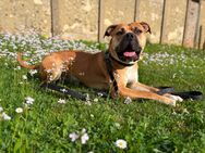 American Bulldog - Hohenstein-Ernstthal