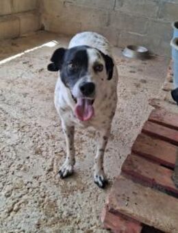 Luci ist sehr gehorsam - Wöllstadt