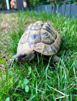 2 Griechische Landschildkröten Testudo Hermanni (THB) männlich mit EU Bescheinigung 15 Jahre 1200g u.1300g - Forstern