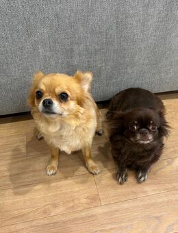 2 liebevolle Chihuahua Hündinnen – nur zusammen abzugeben - Ballenstedt