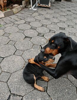 Reinrassige Deutsche Pinscher Welpen ab 01.10 abzugeben - Buchholz (Westerwald)