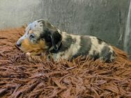 Dackel Welpen Piebald Merle Tigerdackel - Saterland