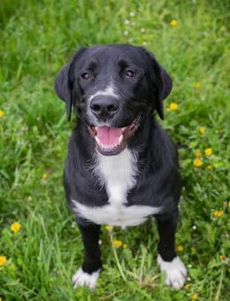 Inge fröhliche Labrador-Mix Hündin - Duisburg