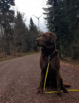 Deckrüde Labrador Retriever mit Ahnentafel - Neuried (Baden-Württemberg)