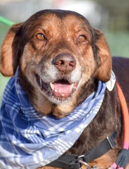 Rojo ist so lieb und sehr dankbar - Laatzen