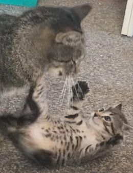 Hauskatzen Babys, Jungs und Mädels, suchen ein neues Revier - Drei Gleichen