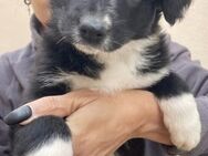 zuckersüßer Senna sucht Dich! - Duisburg