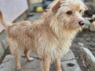 💜 Odin sucht sein Für-Immer-Zuhause 💜 - Kassel
