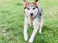 AKANI - neue Pflegestelle oder endgültiges Zuhause gesucht - Bottrop