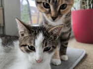 BKH/EKH Kitten zum 1.08.2025 abzugeben !!!!! - Bochum