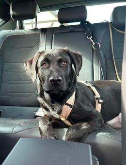 Labrottie - Großbeeren