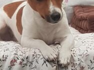 Jack Russel Terrier (Deckrüde) - Ampfing