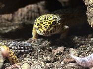Gecko - Thermalbad Wiesenbad