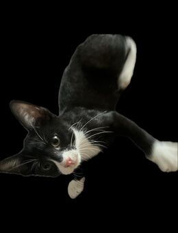 Kleiner Babykater sucht ein schönes Zuhause - Gera Zentrum