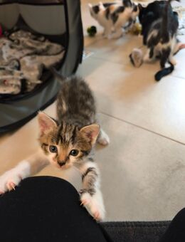🐾 Süßes Kitten (Kater, 10 Wochen, getigert) sucht liebevolles Zuhause 🐾 - Salzgitter