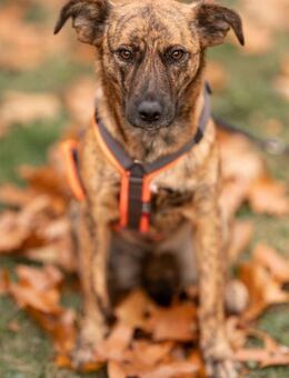 Merci die verschmuste Junghündin - Rambin