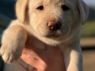 Zuckersüße Labrakita Welpen suchen ihr neues Zuhause! - Babensham