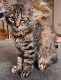 Sibirische Waldkatze Kitten Katzenkinder - Altötting