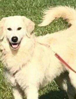 Luna – Der Sonnenschein mit Charme und Energie sucht ihr Zuhause! - Patersdorf