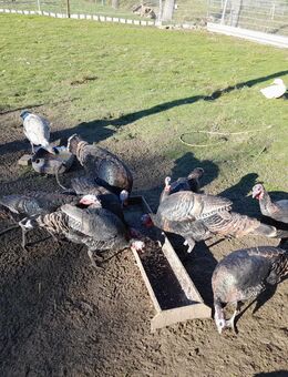 Bronze Puten und Puter - Lichtenau (Sachsen)