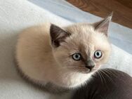 Britisch Kurzhaar Kitten - Baar-Ebenhausen