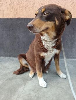 Dankbare Foxy sucht ihre Familie - Großefehn