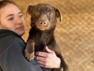 Zarte Romy sucht geduldige Herzen - Chemnitz