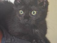 Junger Kater abzugeben - Kirchenthumbach